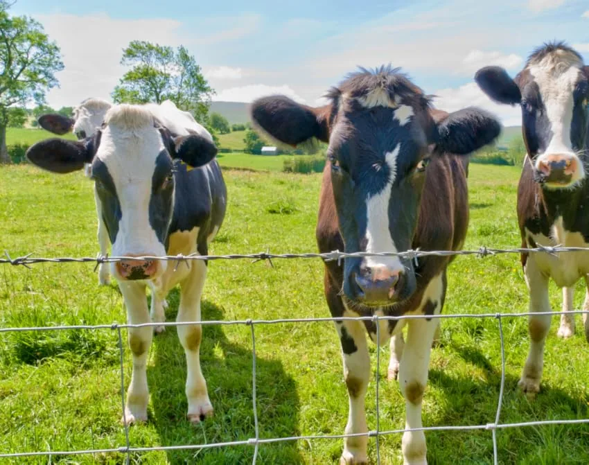 Field fence buyer guide for cattle, sheep and livestock fence sourcing