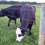 Galvanized barbed wire mounted on wooden post for farm boundary fencing