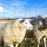 Galvanized fixed knot livestock farm fence for sheep grazing pasture perimeter security protection | ANJIA